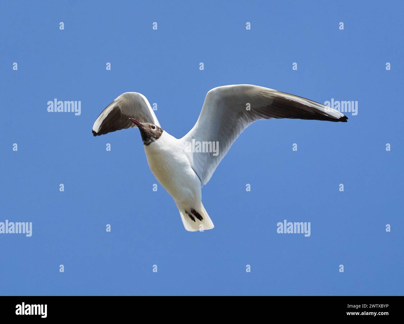 Black headed gull in flight in a sunny early spring day against blue sky Stock Photo