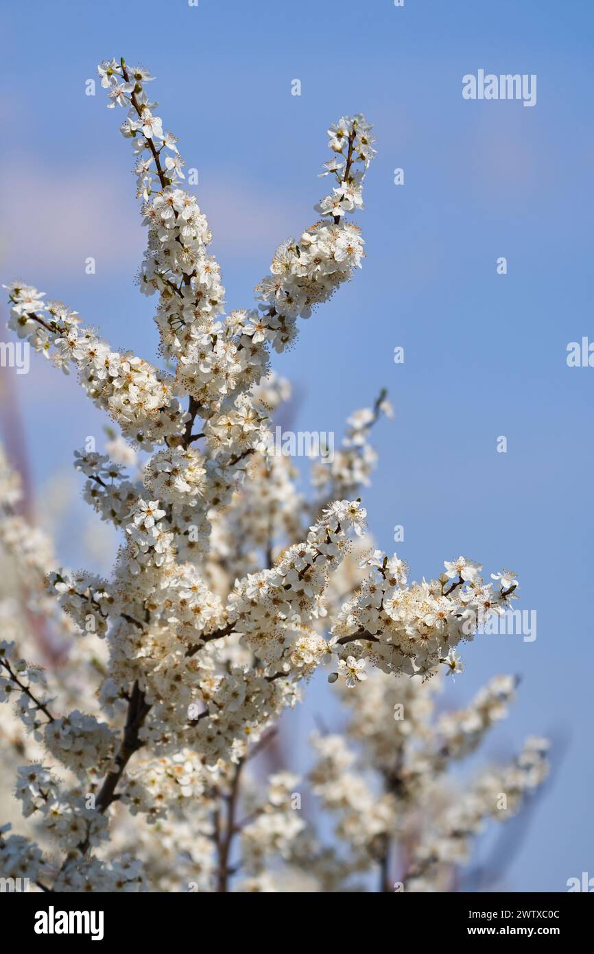 Wild cherry tree in full bloom in the spring Stock Photo