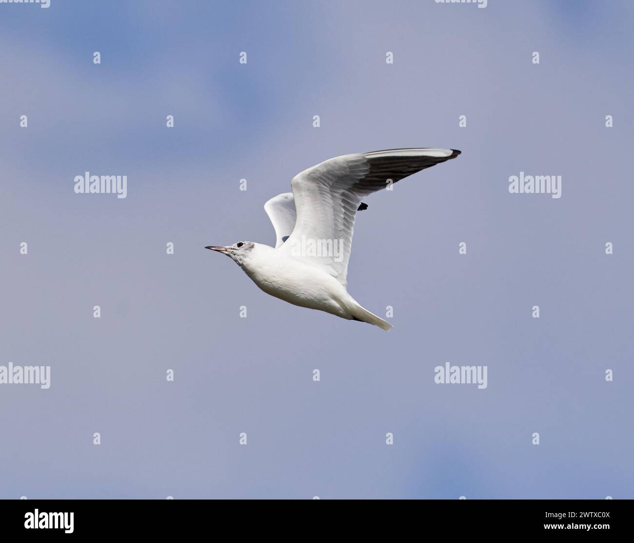 Juvenile black headed gull in flight in a sunny early spring day on a lake Stock Photo