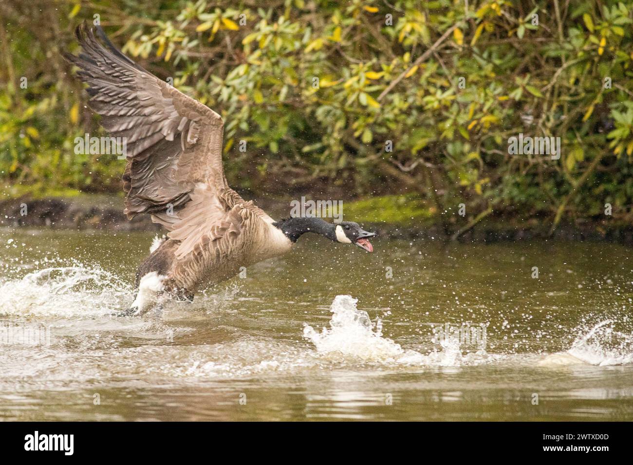 Brittens Pond, Worplesdon. 20th March 2024. Cloudy but dry weather across the Home Counties today. A territorial Canadian goose (Branta Canadensis) at Brittens Pond in Worpleson, near Guildford, in Surrey. Credit: james jagger/Alamy Live News Stock Photo