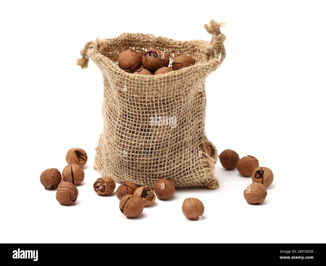 shagbark hickory nuts on white background Stock Photo