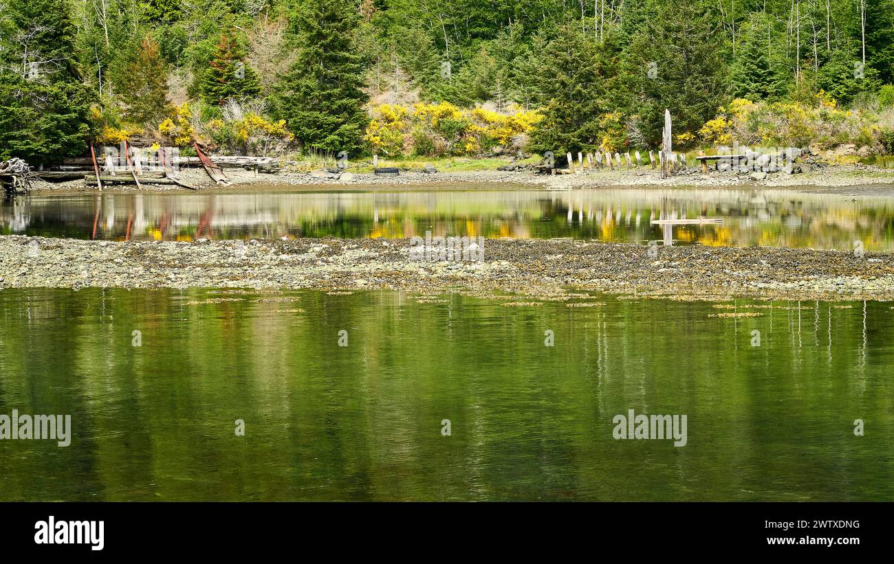 Remains of an old log dump on a river with bright green tree and  yellow invasive broom  bush reflections. Stock Photo