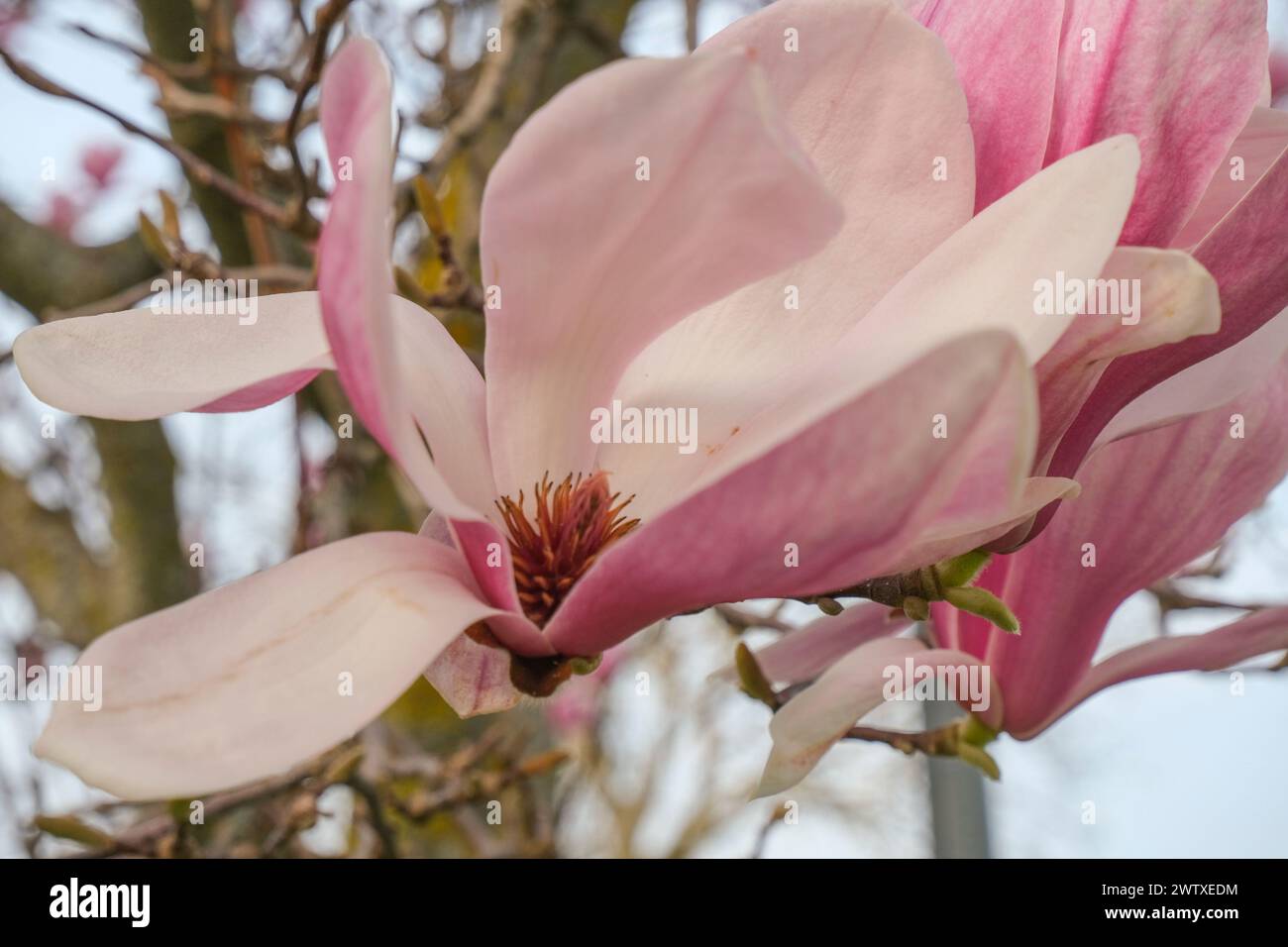 pink magnolia buds close up across the blooming flowers Spring natural background. Romantic elegant gentle background Stock Photo