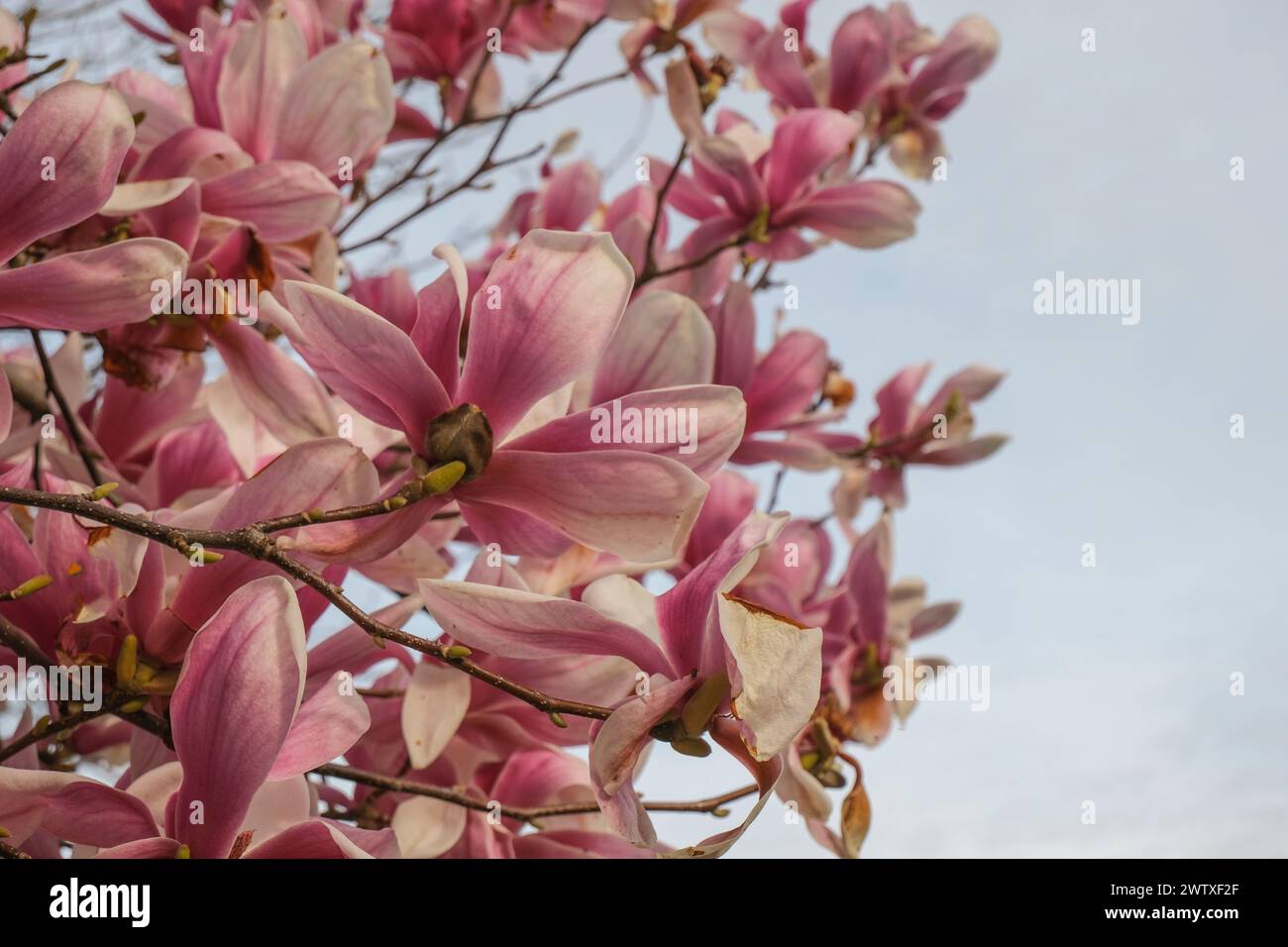 pink magnolia blossoms from beneath across the blue sky. Spring natural background. Romantic elegant gentle background. Copy space Stock Photo
