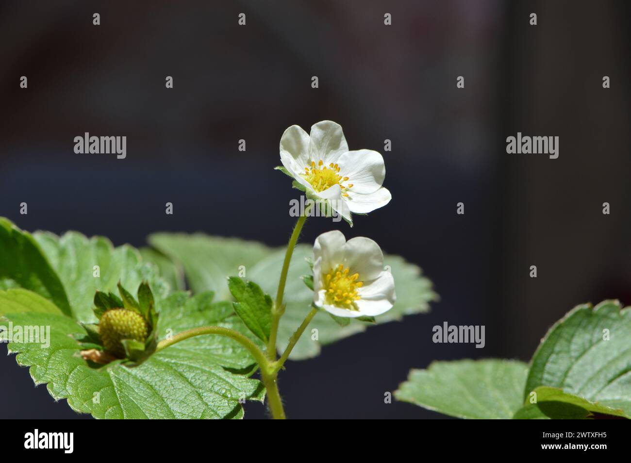 Fotografías macro de flores, árboles y animales. Distintos paisajes. Stock Photo