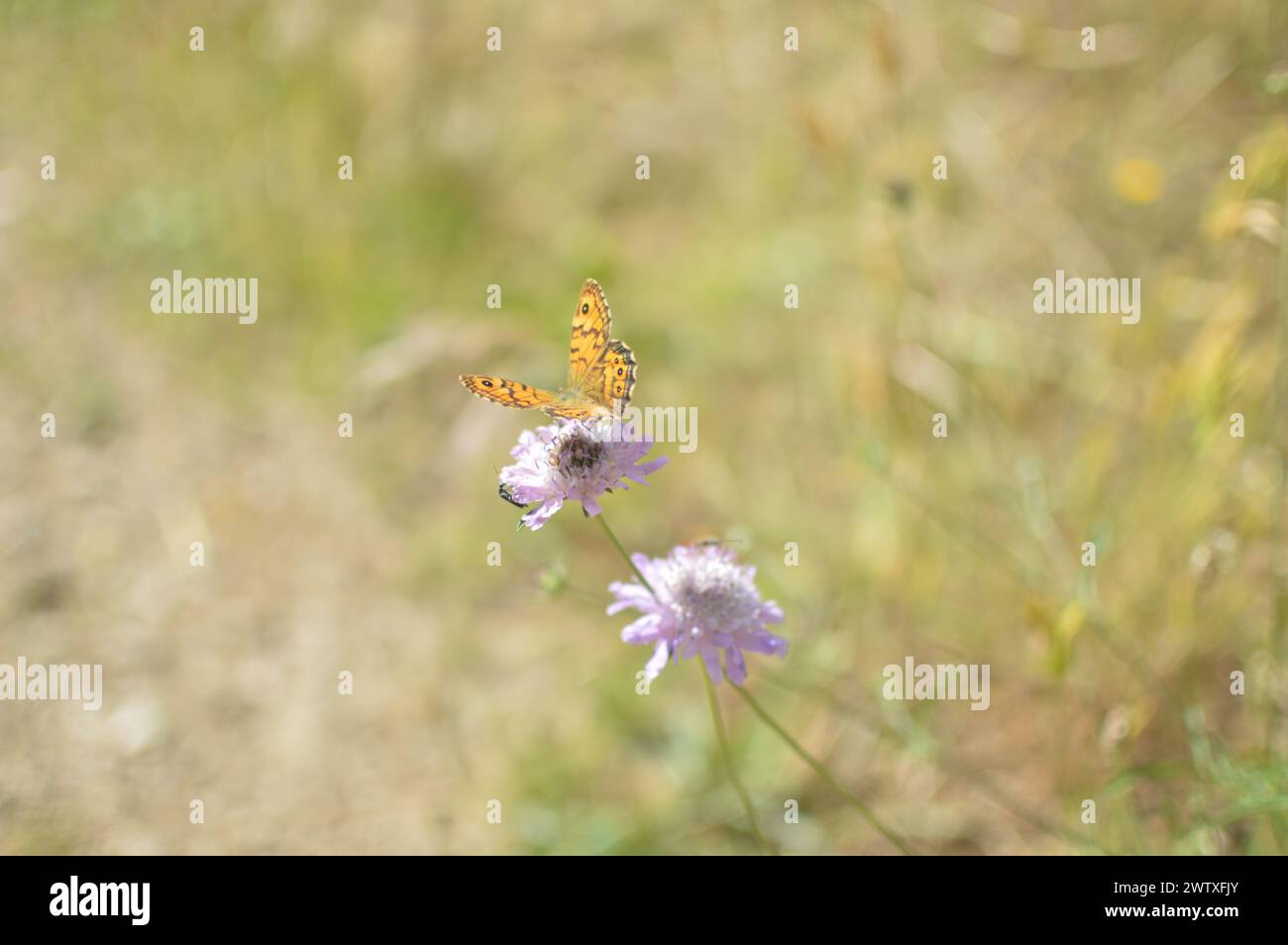 Fotografia macro de una mariposa encima de una flor Stock Photo