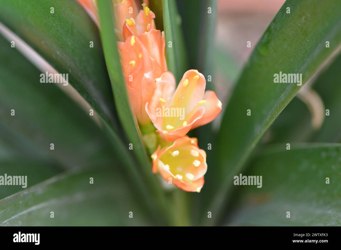Fotografia macro de una flor naranja Stock Photo