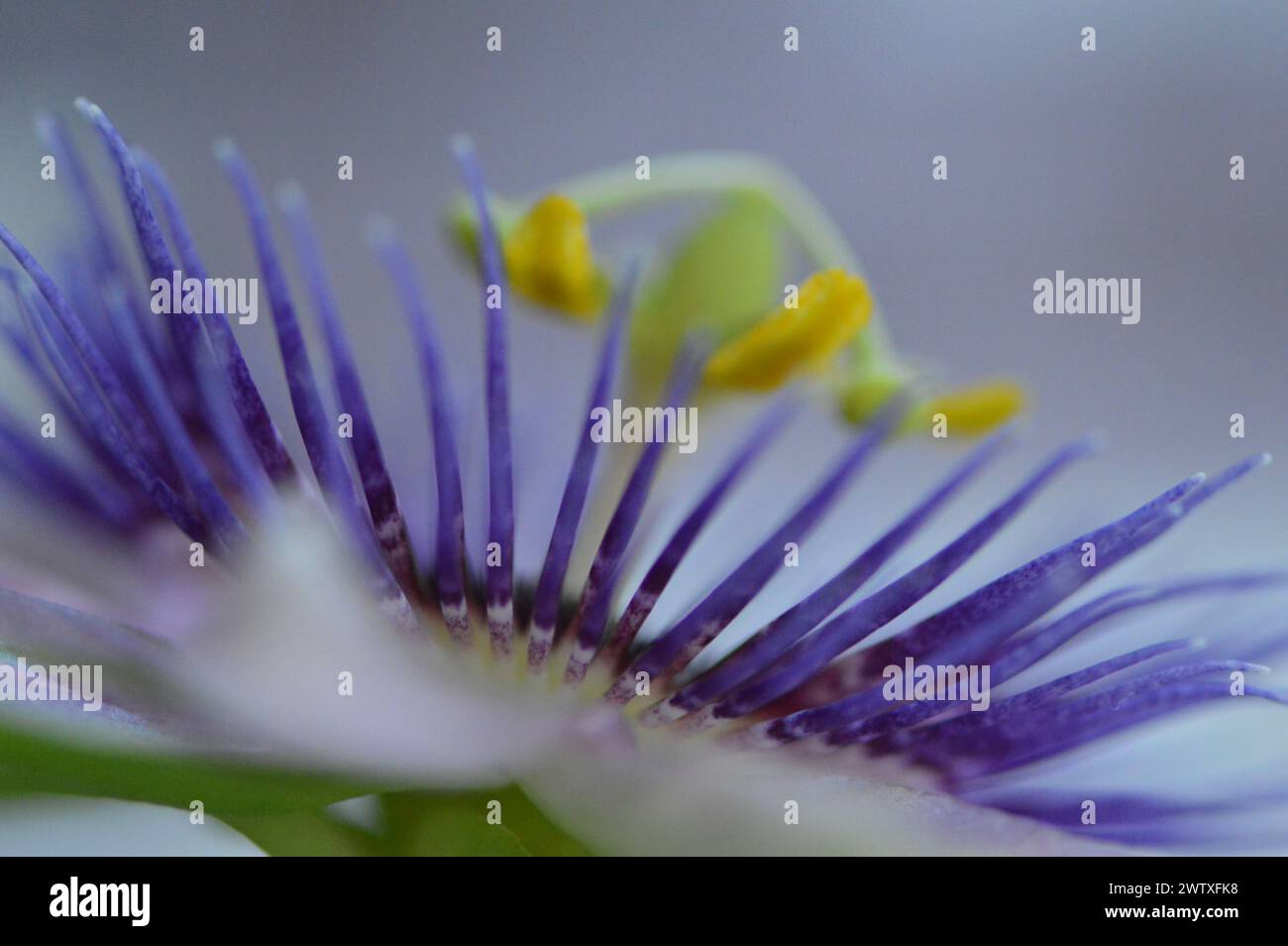 Fotografia macro de una flor de la pasión Stock Photo