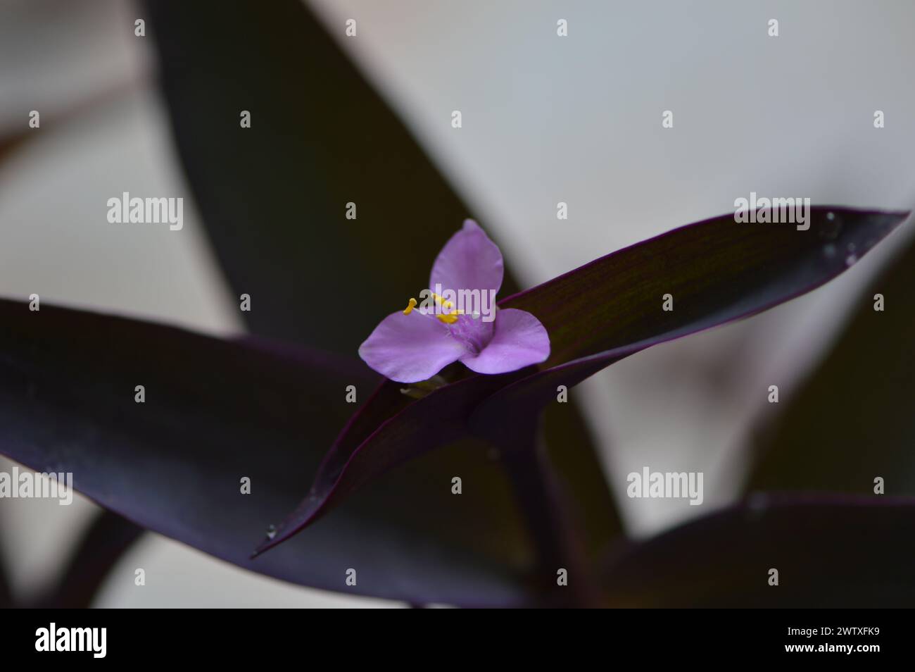 Fotografías macro de flores, árboles y animales. Distintos paisajes. Stock Photo