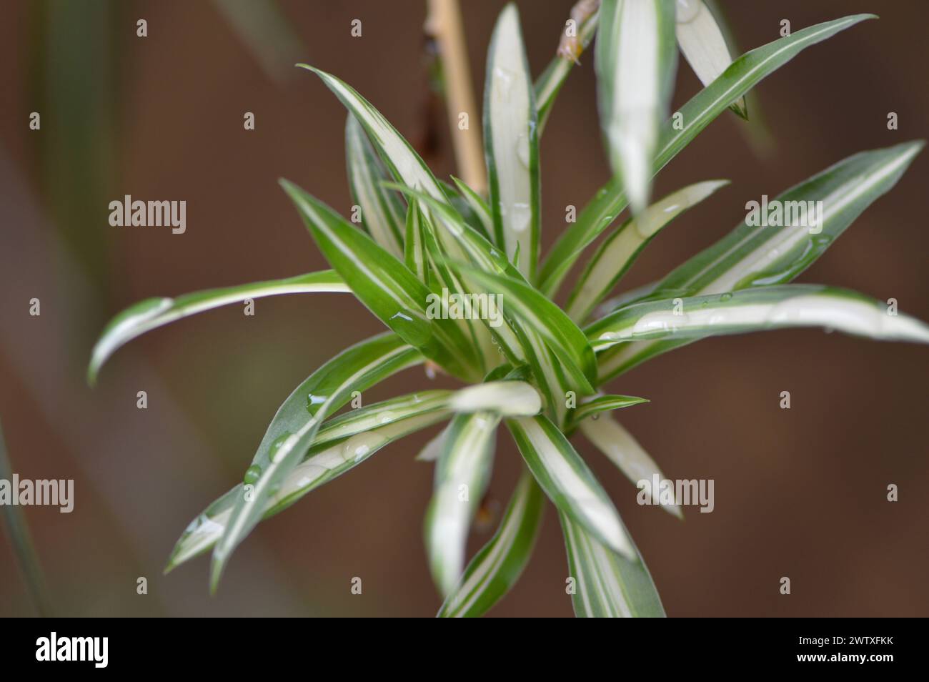Fotografías macro de flores, árboles y animales. Distintos paisajes. Stock Photo