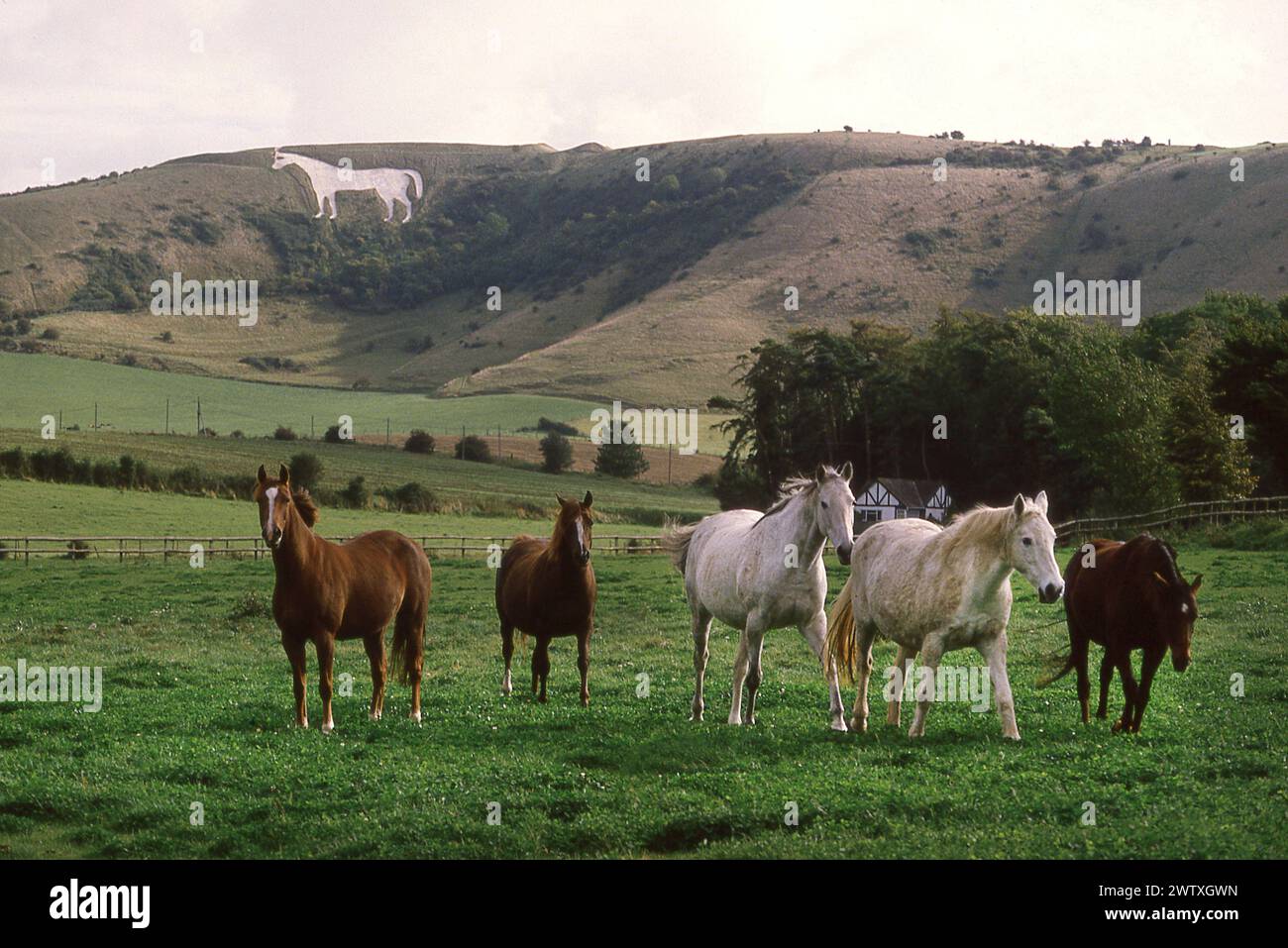 A group of horses in a paddock bellow the White Horse at Westbury Wiltshire Stock Photo