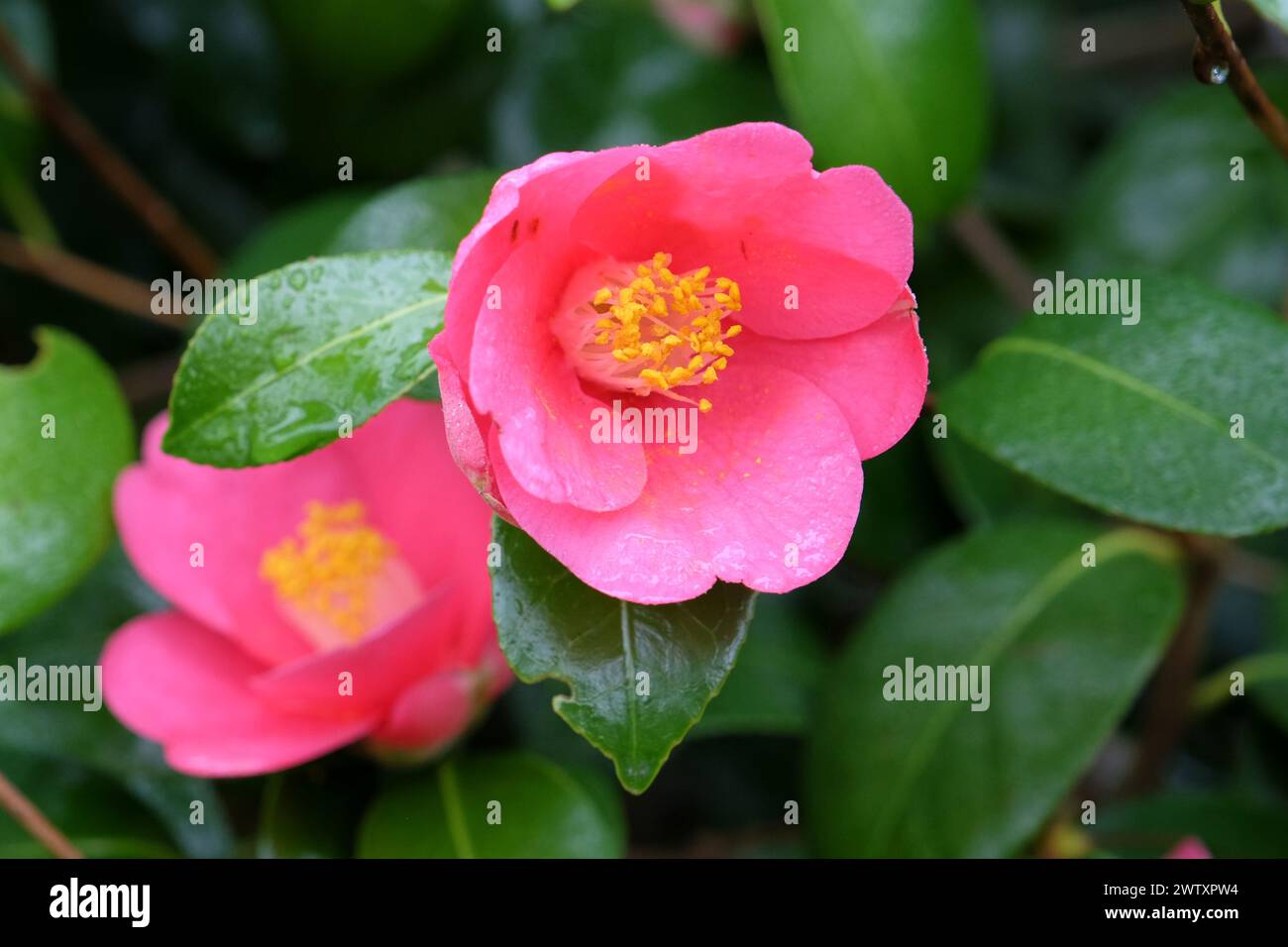 Pink and yellow single Camellia japonica 'Koto no kaori'  in flower. Stock Photo