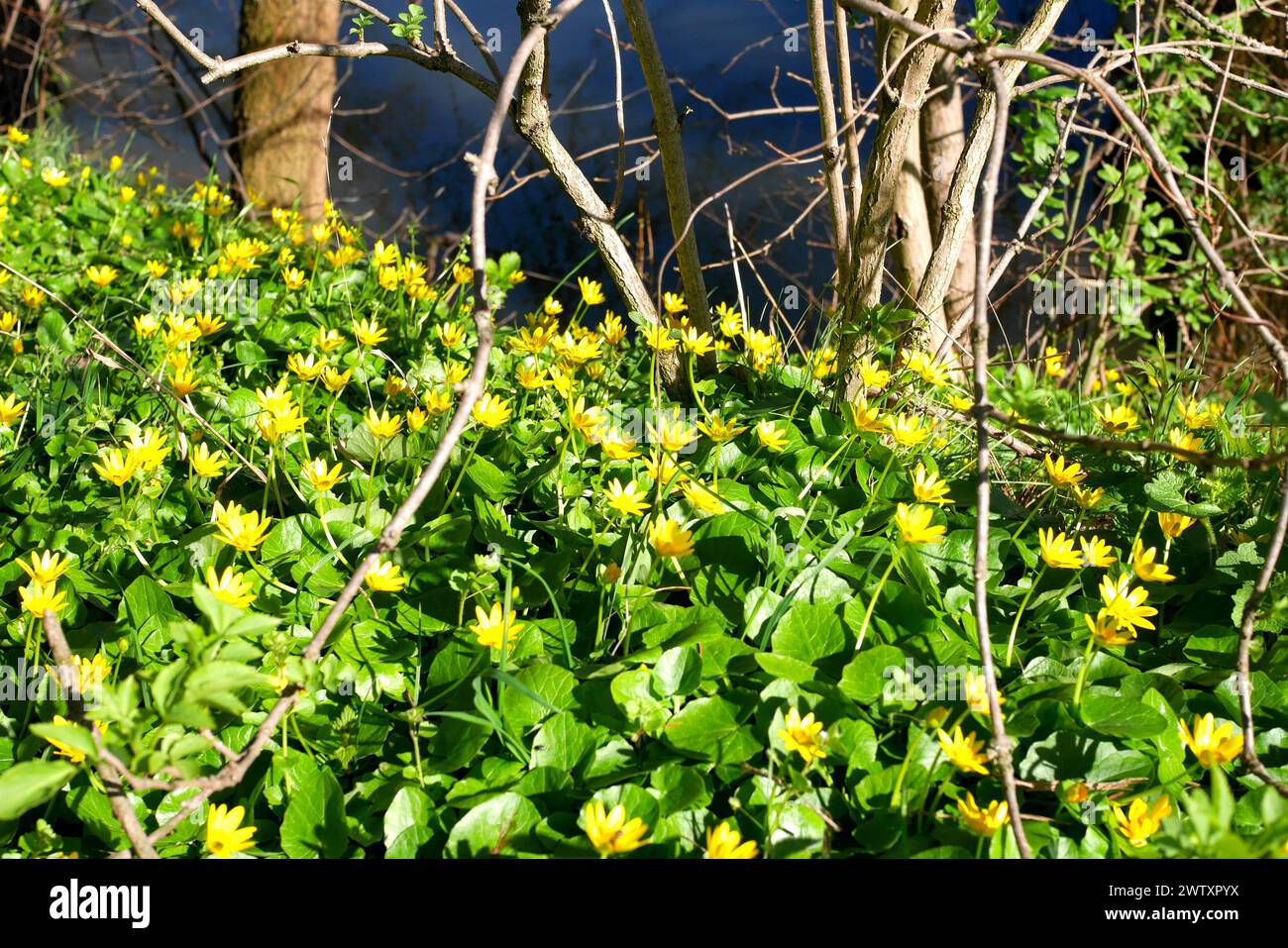 Lesser celandine, Ficaria verna, growing on fhe bank of the River Dsnube, Szigethalom, Hungary Stock Photo