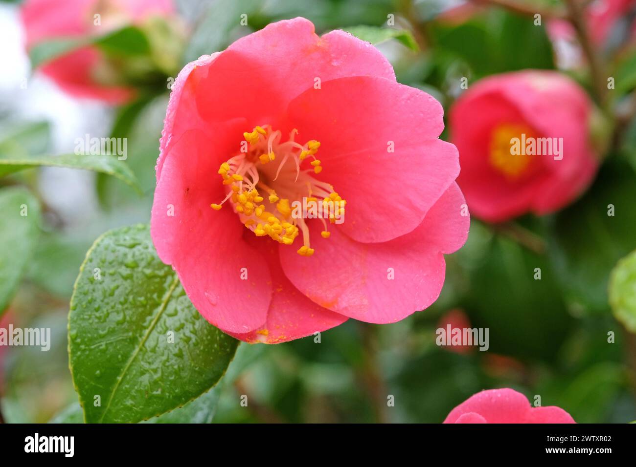 Pink and yellow single Camellia japonica 'Koto no kaori'  in flower. Stock Photo