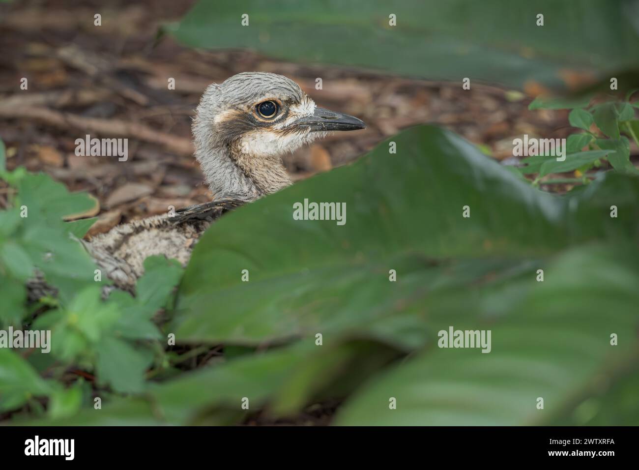 A single juvenile Bush Stone -Curlew secreted away under foliage by the parents maintaining wonderful camouflage and perfect stillness. Stock Photo