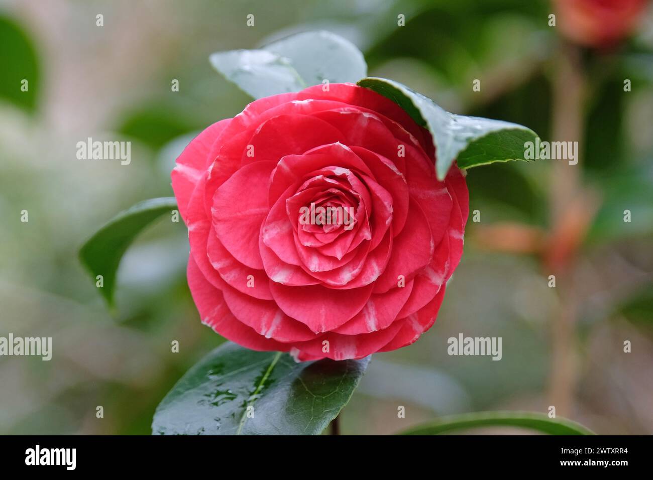 Pink and white variegated Camellia japonica 'Orandako'  in flower. Stock Photo