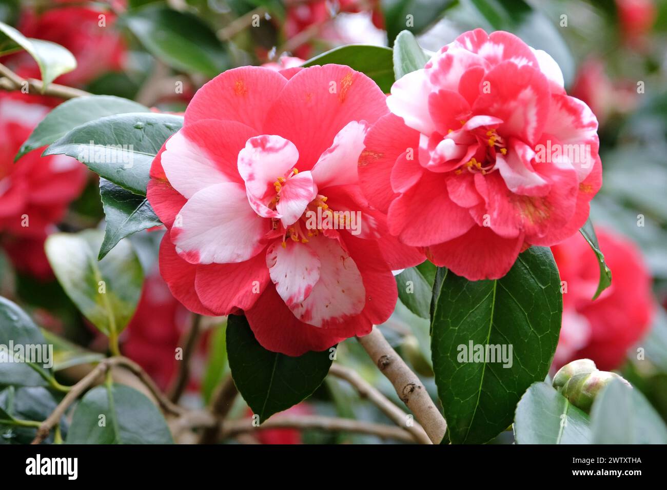 Red and white semi double variegated Camellia japonica 'Mercury ...