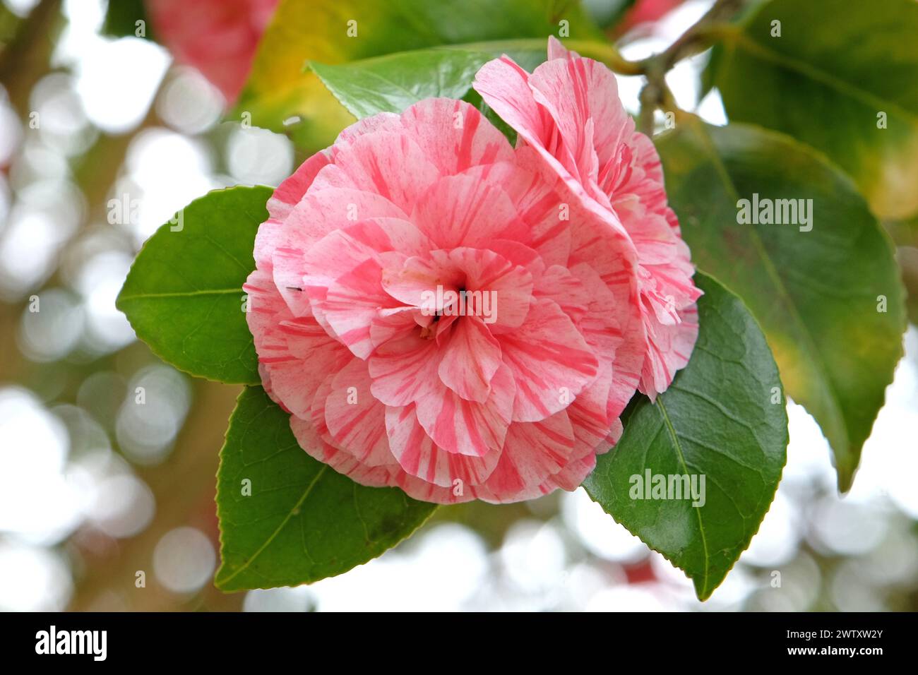 Red and pink variegated Camellia japonica 'Comte de Gomer' in flower. Stock Photo