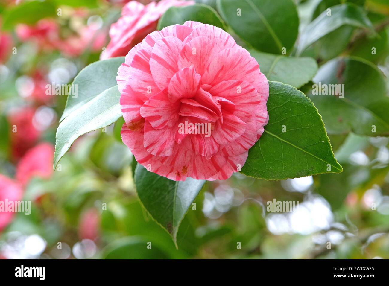 Red and pink variegated Camellia japonica 'Comte de Gomer' in flower. Stock Photo