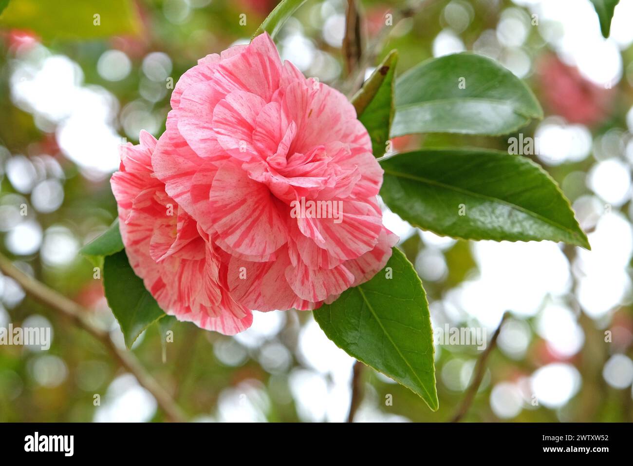 Red and pink variegated Camellia japonica 'Comte de Gomer' in flower. Stock Photo