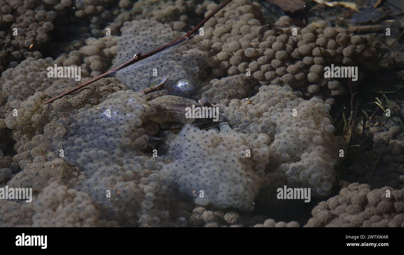 Frogs breeding and spawning in a pond Stock Photo - Alamy