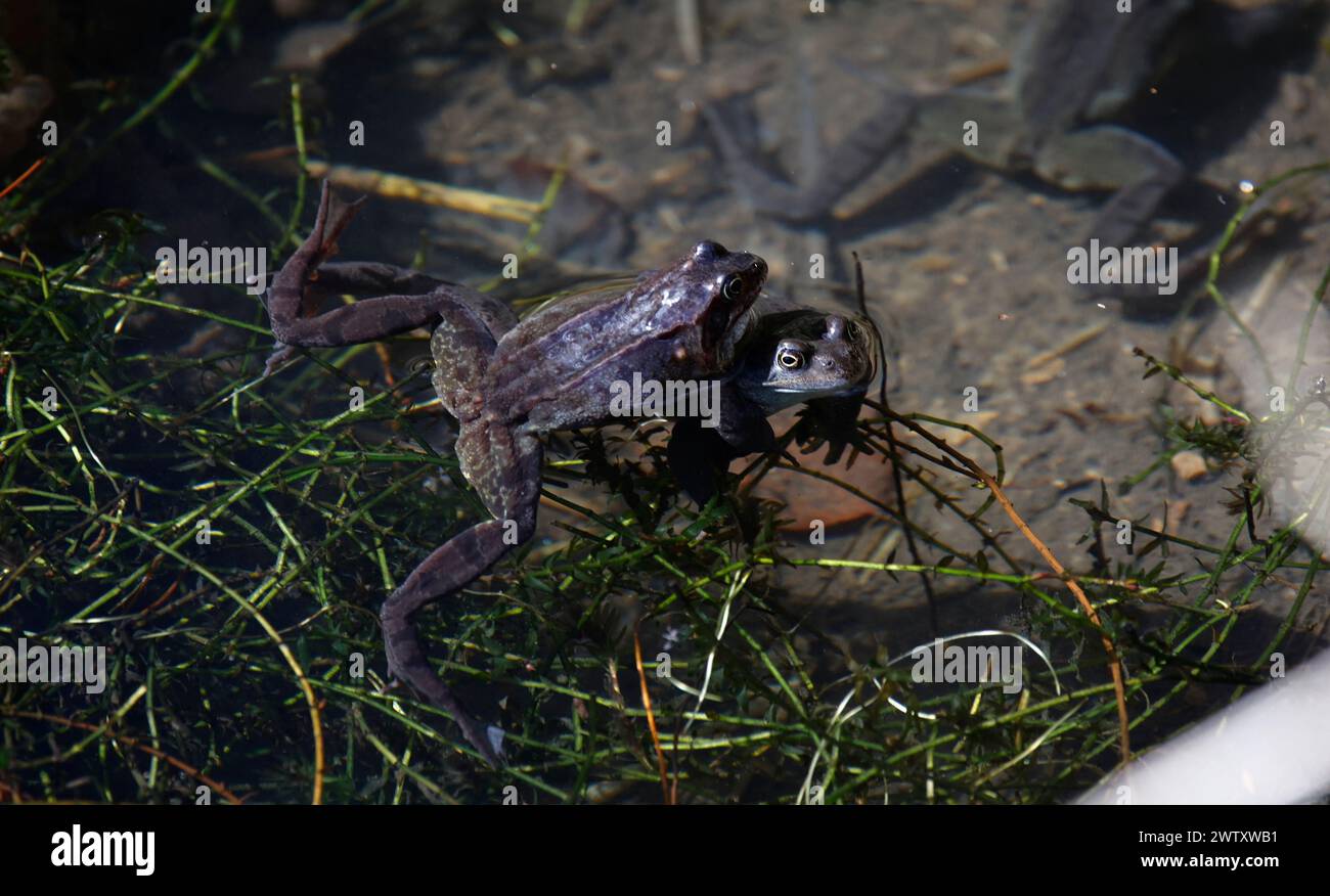 Frogs breeding and spawning in a pond Stock Photo