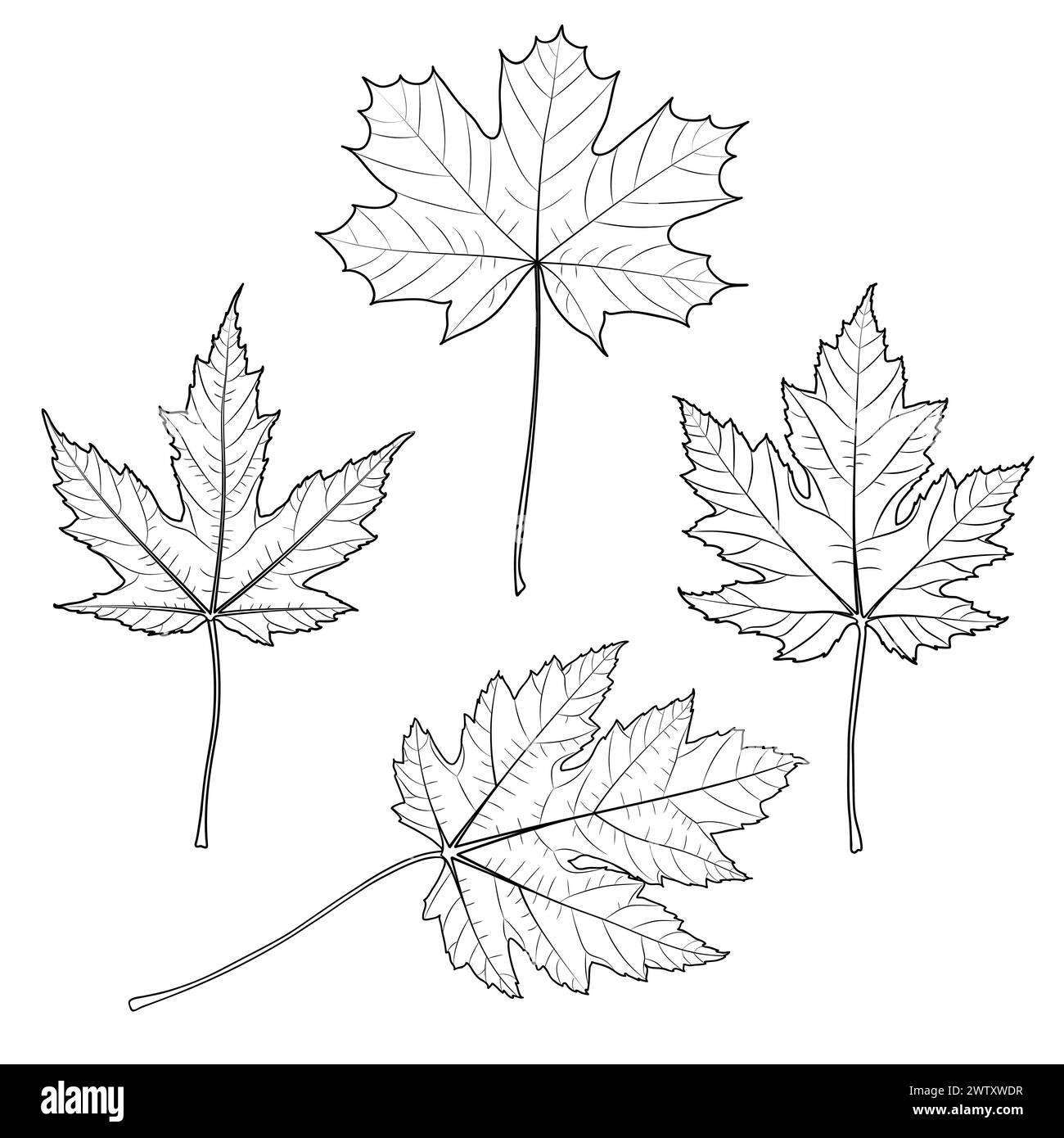 Maple outline leaf collection, vector botanical illustration. Bigleaf, silver, sugar, red maple tree leaves. Coloring book page. Stock Vector