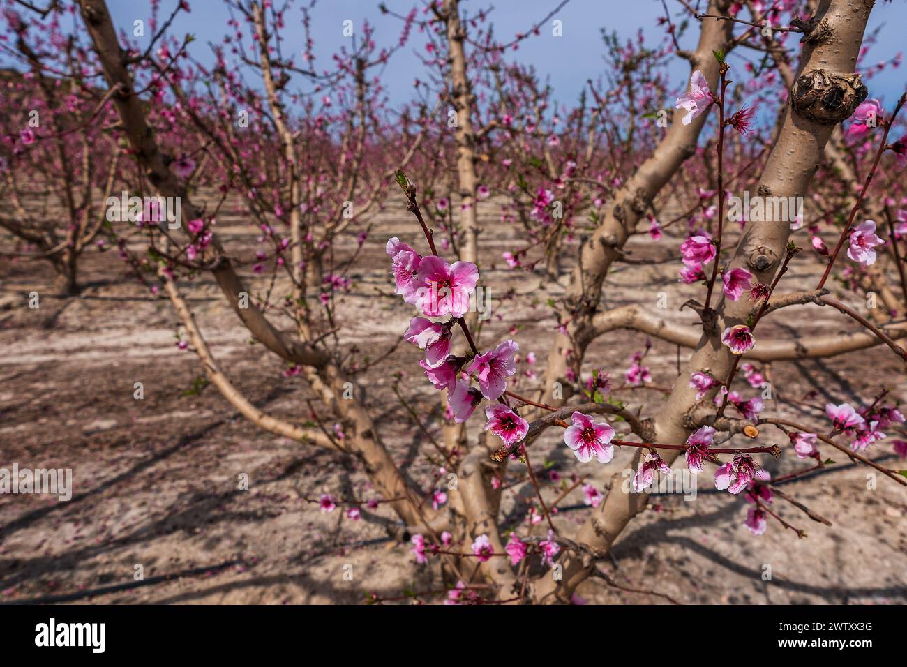 A plant in a desert environment with blossoming flowers sprouting from its branches Stock Photo