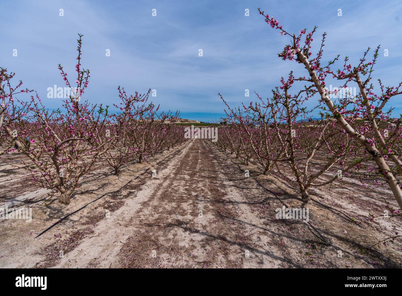 Peach trees blooming in sandy desert landscape Stock Photo