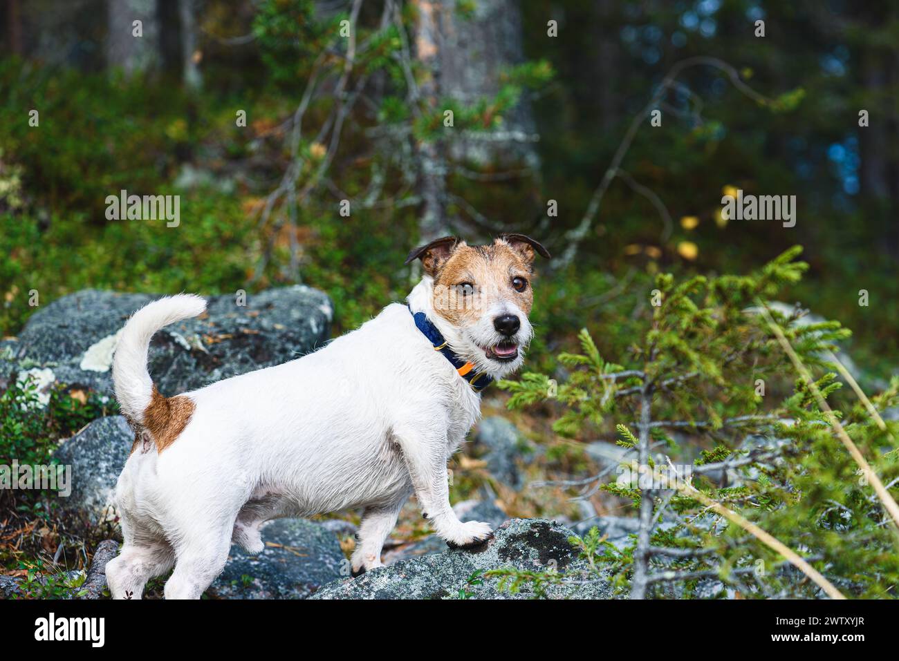 Dog at morning walk in forest hiking in wild nature Stock Photo