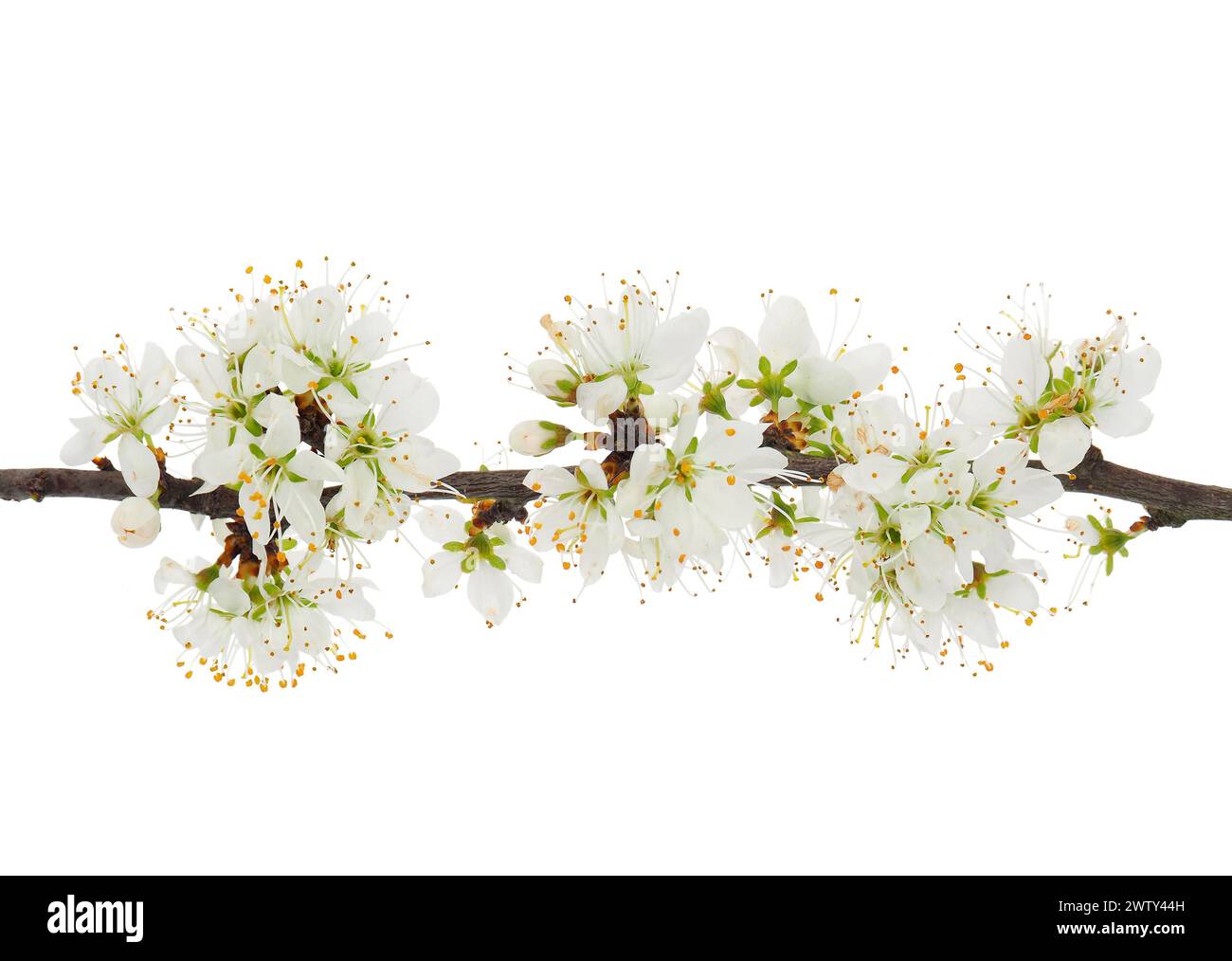 Blossoming blackthorn tree branch isolated on white background, Prunus spinosa Stock Photo