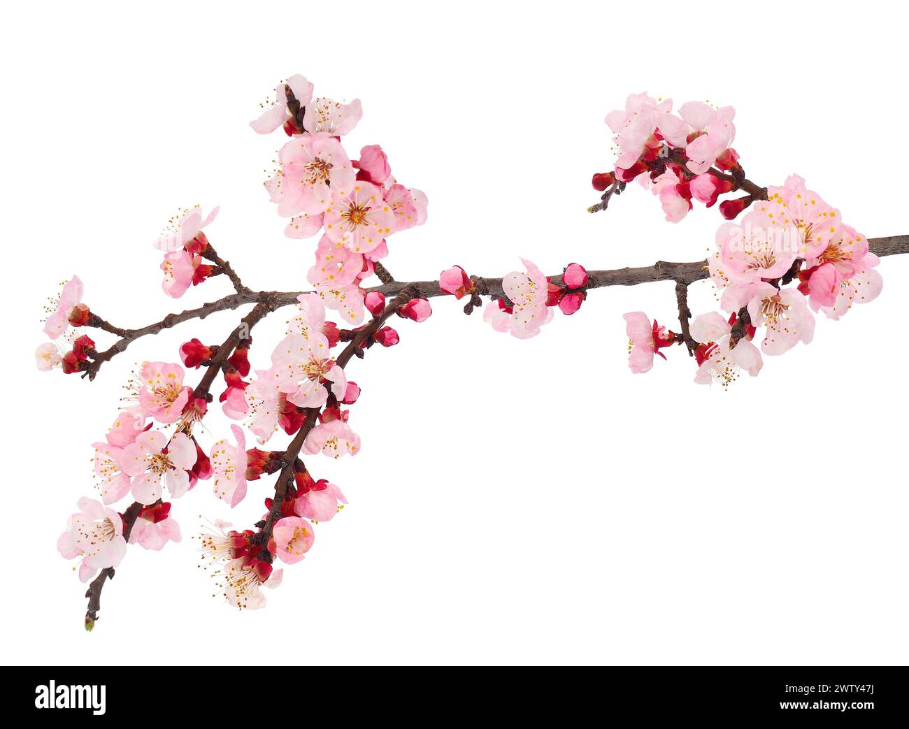 Blossoming apricot tree branch isolated on white background, Prunus armeniaca Stock Photo