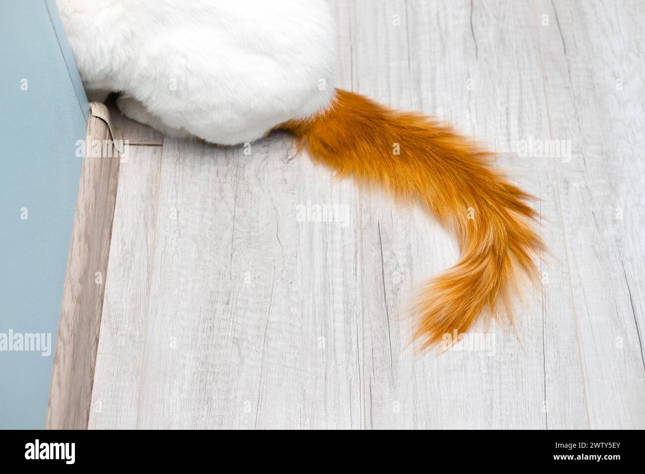 a red cat's tail sticks out from around the corner. red cat tail Stock Photo
