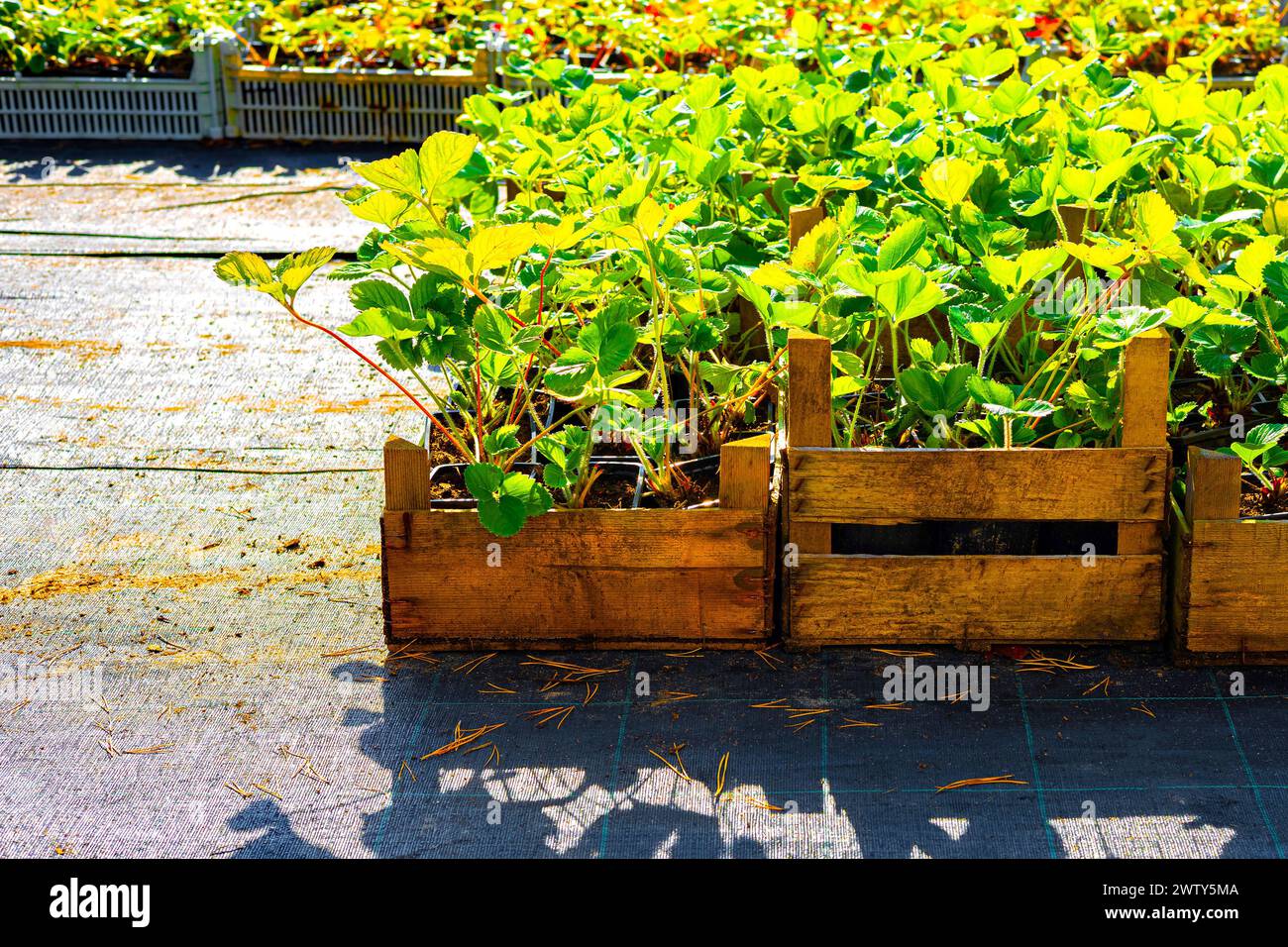 Strawberry seedlings in a tray in a plant nursery. planting ...