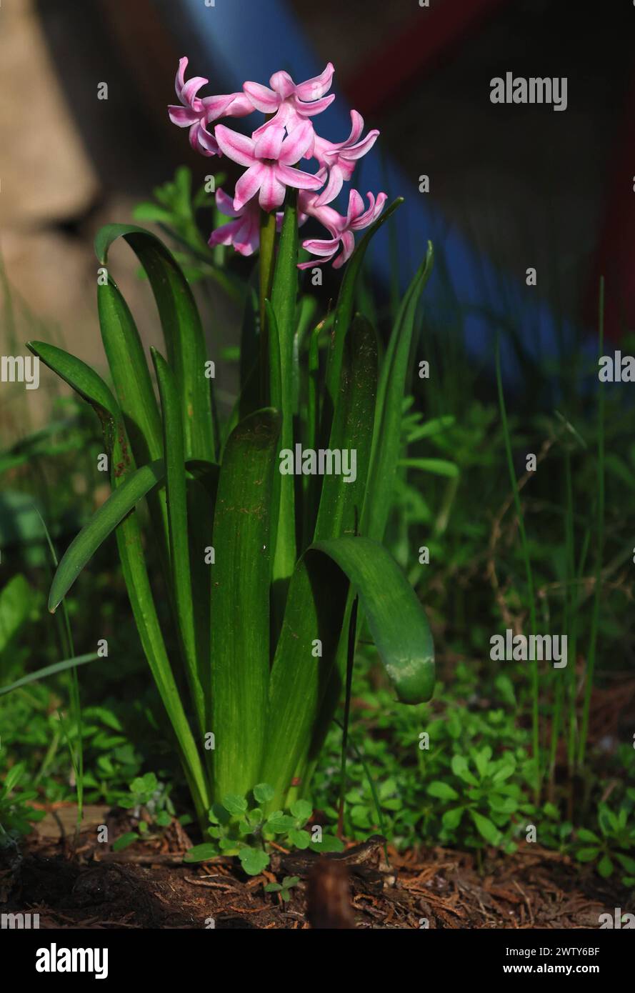 Natur 20.03.2024, Ostramondra, rosa Blueten einer Hyazinthe Hyacinthus *** Nature 20 03 2024, Ostramondra, pink flowers of a hyacinth Hyacinthus Stock Photo