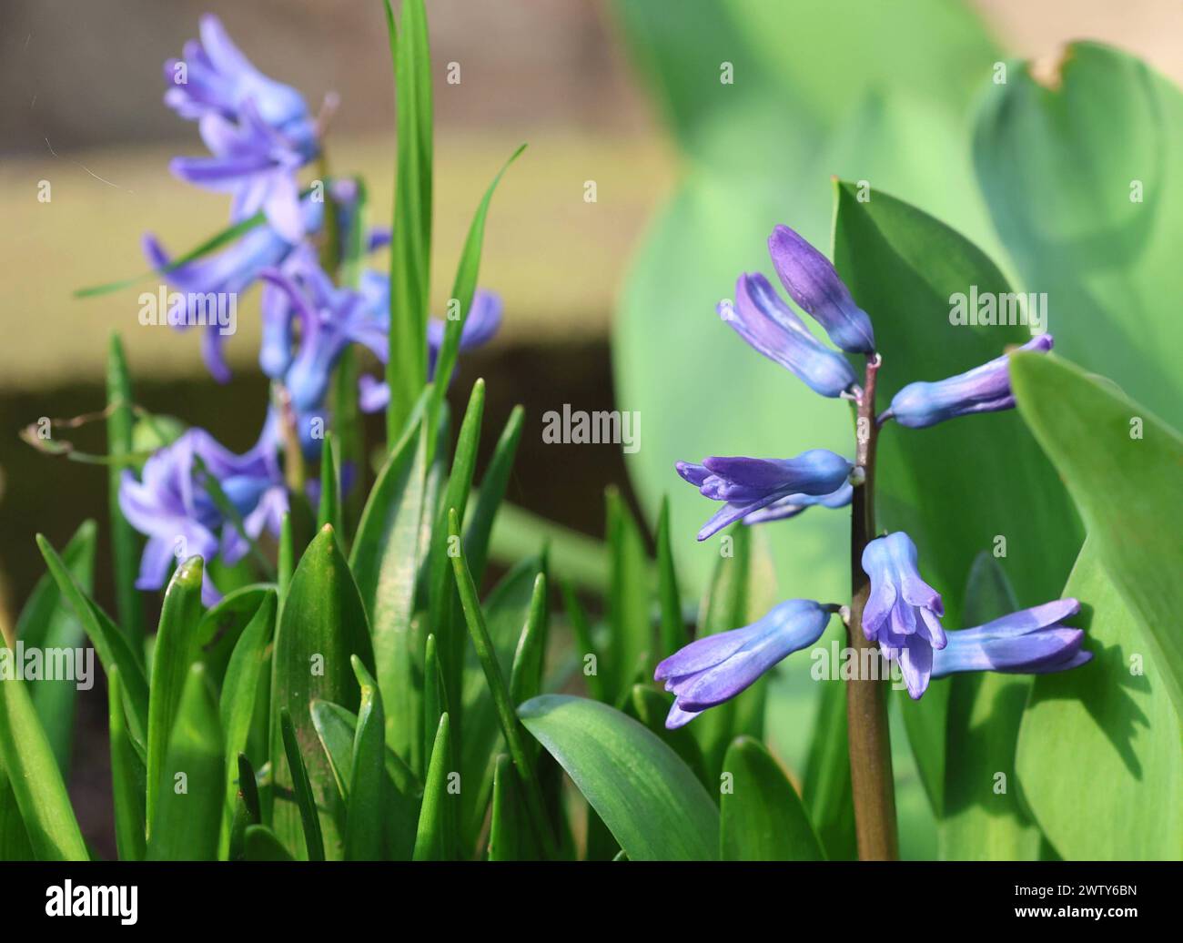 Natur 20.03.2024, Ostramondra, blaue Blueten einer Hyazinthe Hyacinthus *** Nature 20 03 2024, Ostramondra, blue flowers of a hyacinth Hyacinthus Stock Photo