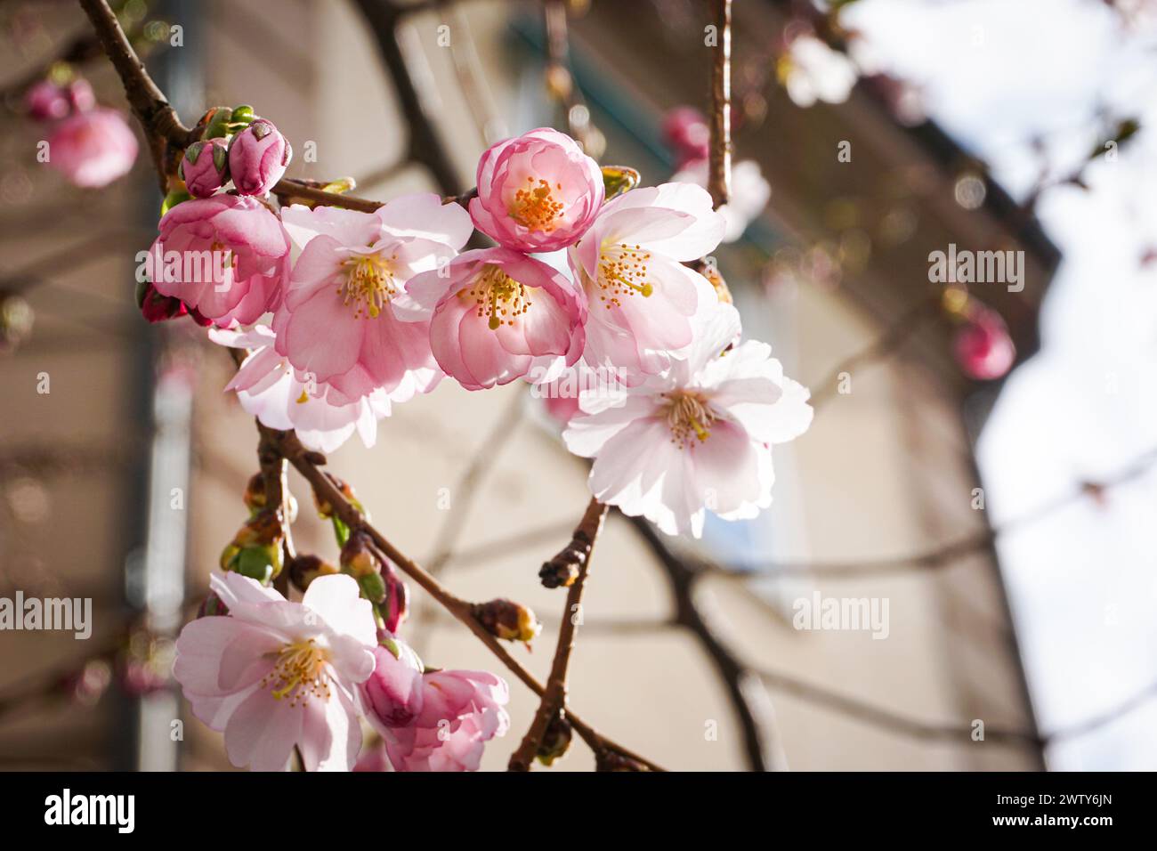 Close-up of pink cherry blossoms in spring Stock Photo - Alamy