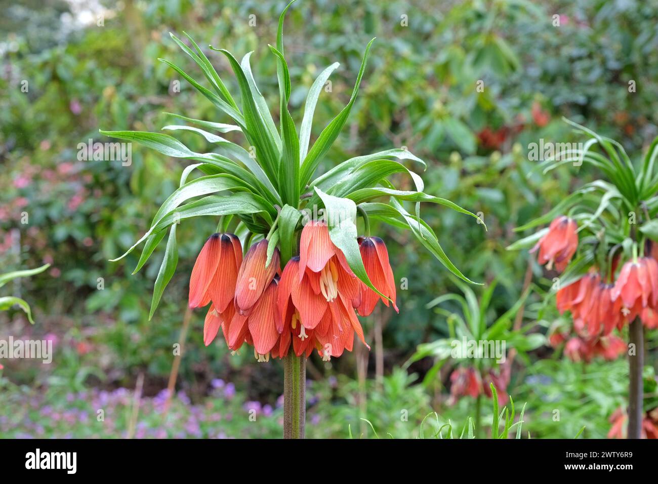 Fritillaria imperialis, crown imperial, imperial fritillary or Kaiser's crown 'Red Beauty' in flower. Stock Photo