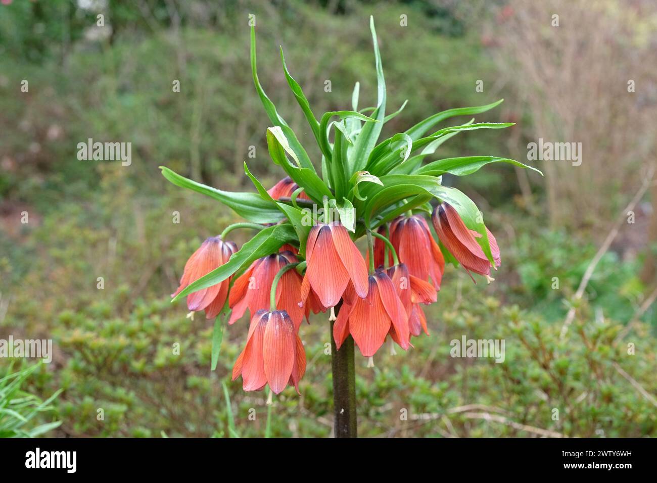 Fritillaria imperialis, crown imperial, imperial fritillary or Kaiser's crown 'Red Beauty' in flower. Stock Photo