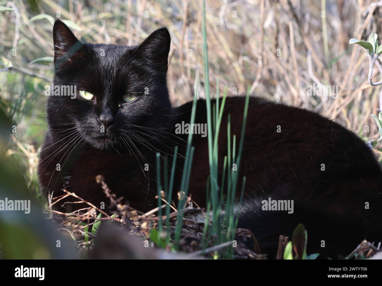 tatort 3 mal schwarzer kater