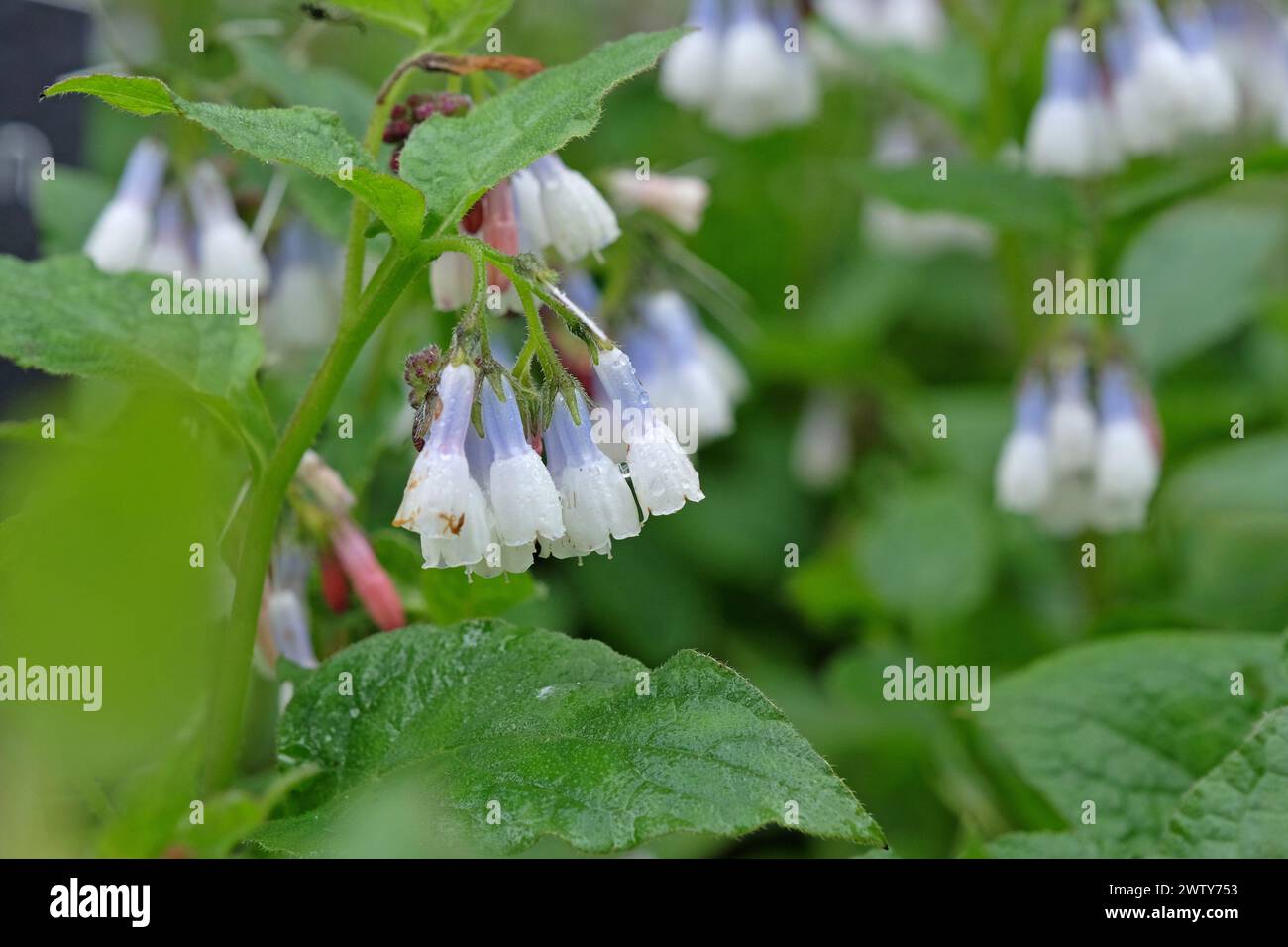White and purple common comfrey in flower. Stock Photo