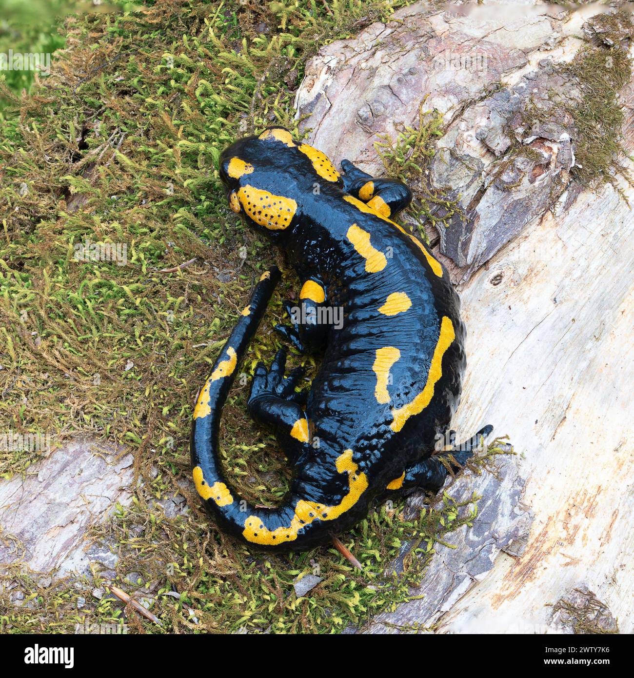 full lenght salamander in natural habitat (Salamandra salamandra), amphibian in natural habitat Stock Photo
