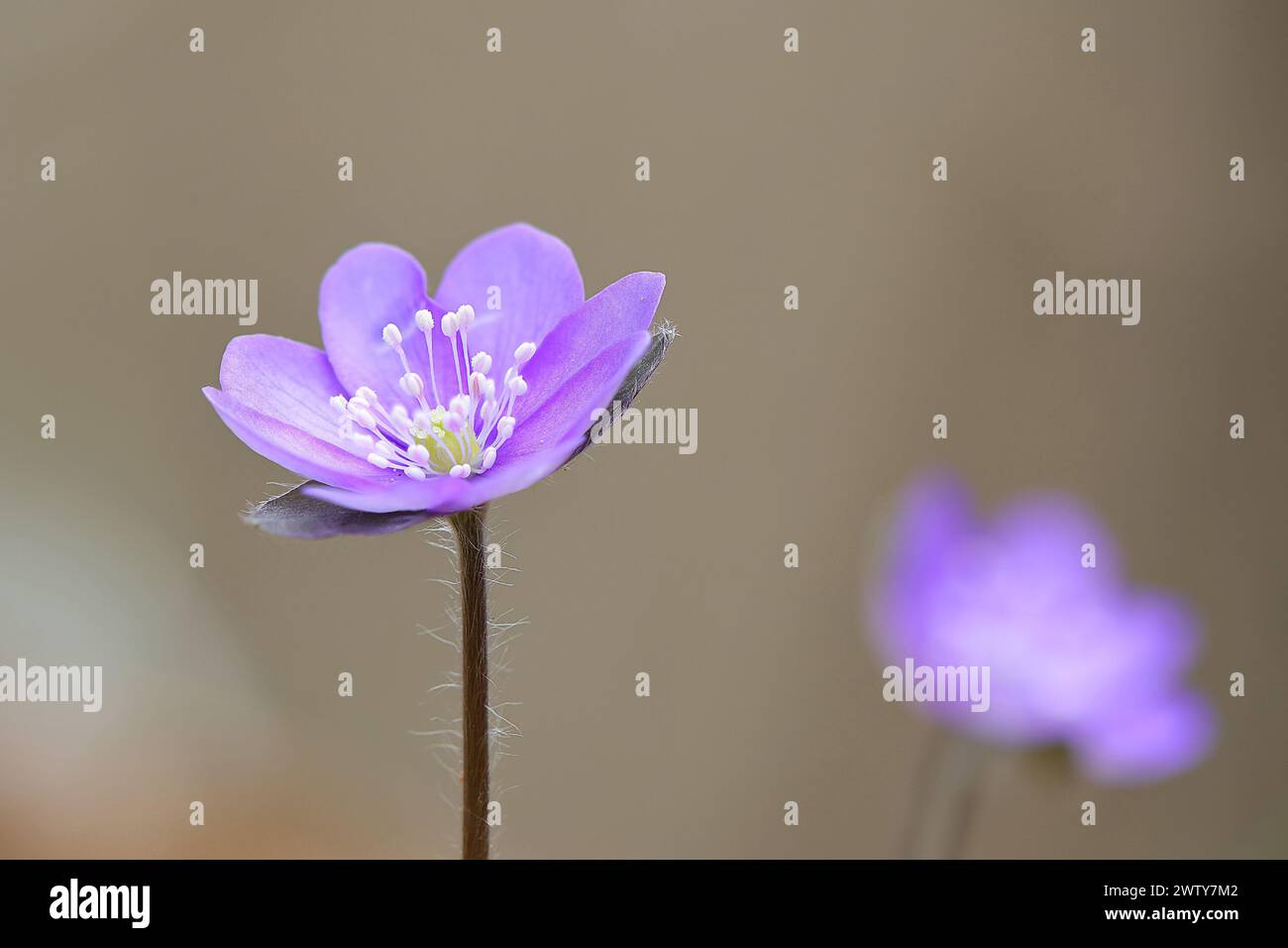 Hepatica nobilis in natural habitat (Anemone hepatica), a beautiful wild flower growing in the woods in early spring Stock Photo