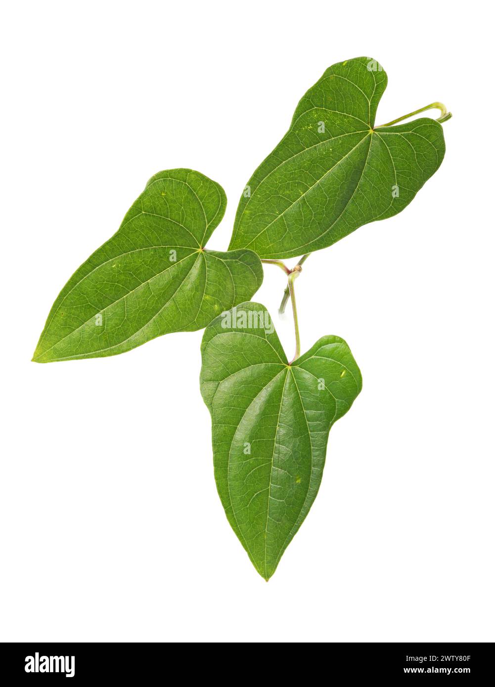 Chinese yam leaf on white background Stock Photo