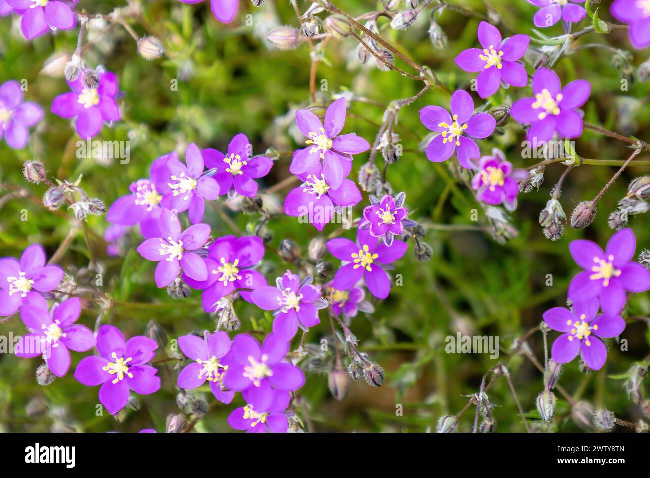 Spergularia purpurea, the purple sandspurry, or Spergularia rubra,  the red sandspurry or red sand-spurrey, a very small and violet flower in the Sier Stock Photo