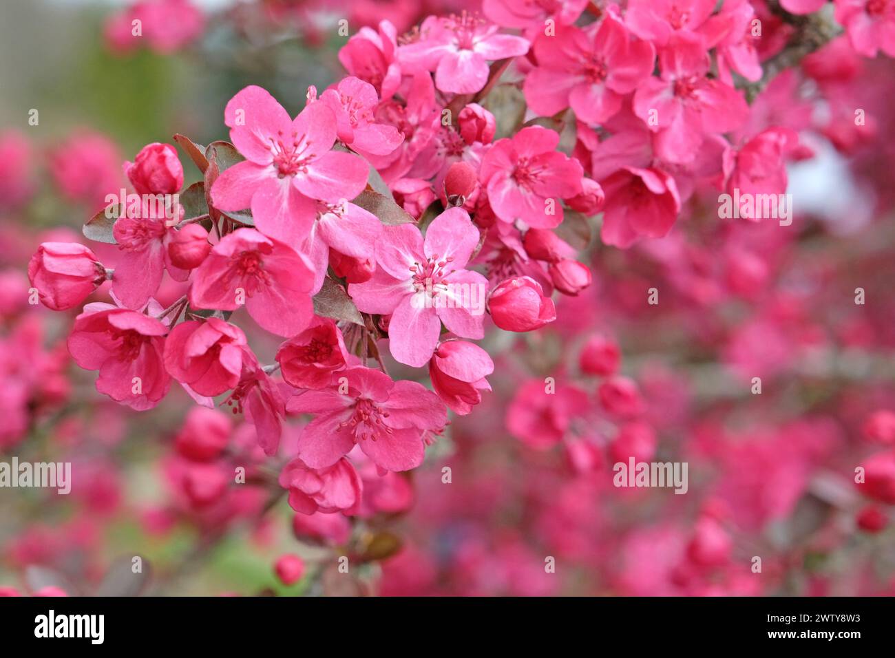 Malus Cardinal, or the pink crab apple tree, in flower. Stock Photo