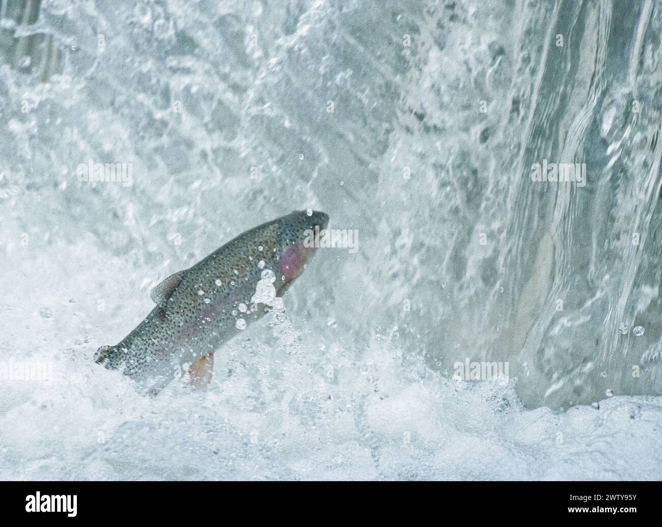 rainbow trout leaping into a waterfall during the spring spawning run on a sun river tributary, montana Stock Photo