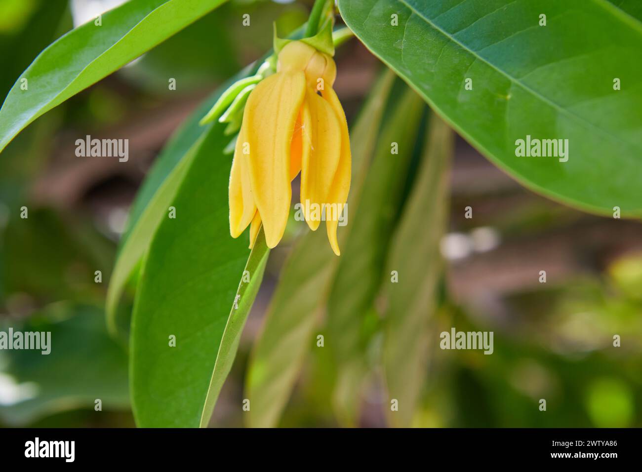 Closeup view of climbing Ylangylang flower blooming on tree branch