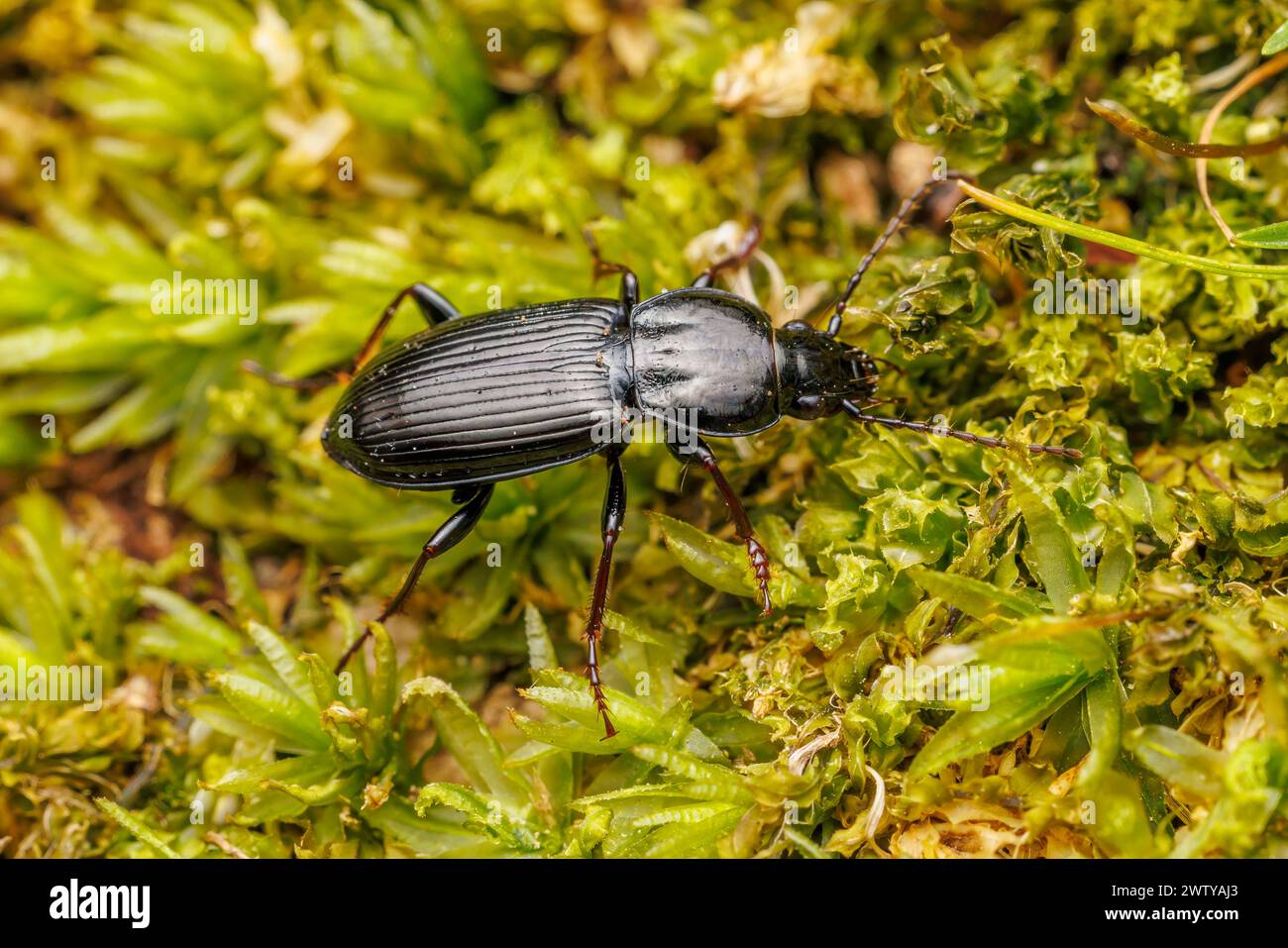 Carabid Beetle (Pterostichus mutus) Stock Photo