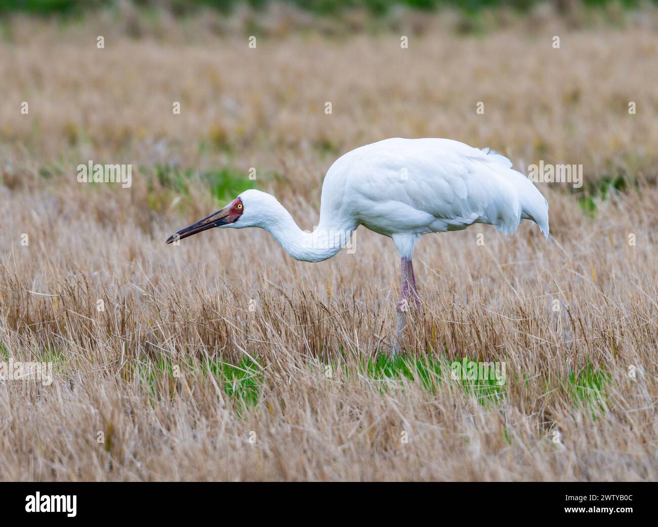 A Critically Endangered Siberian Crane (Leucogeranus leucogeranus) foraging in field. Kagoshima, Japan. Stock Photo